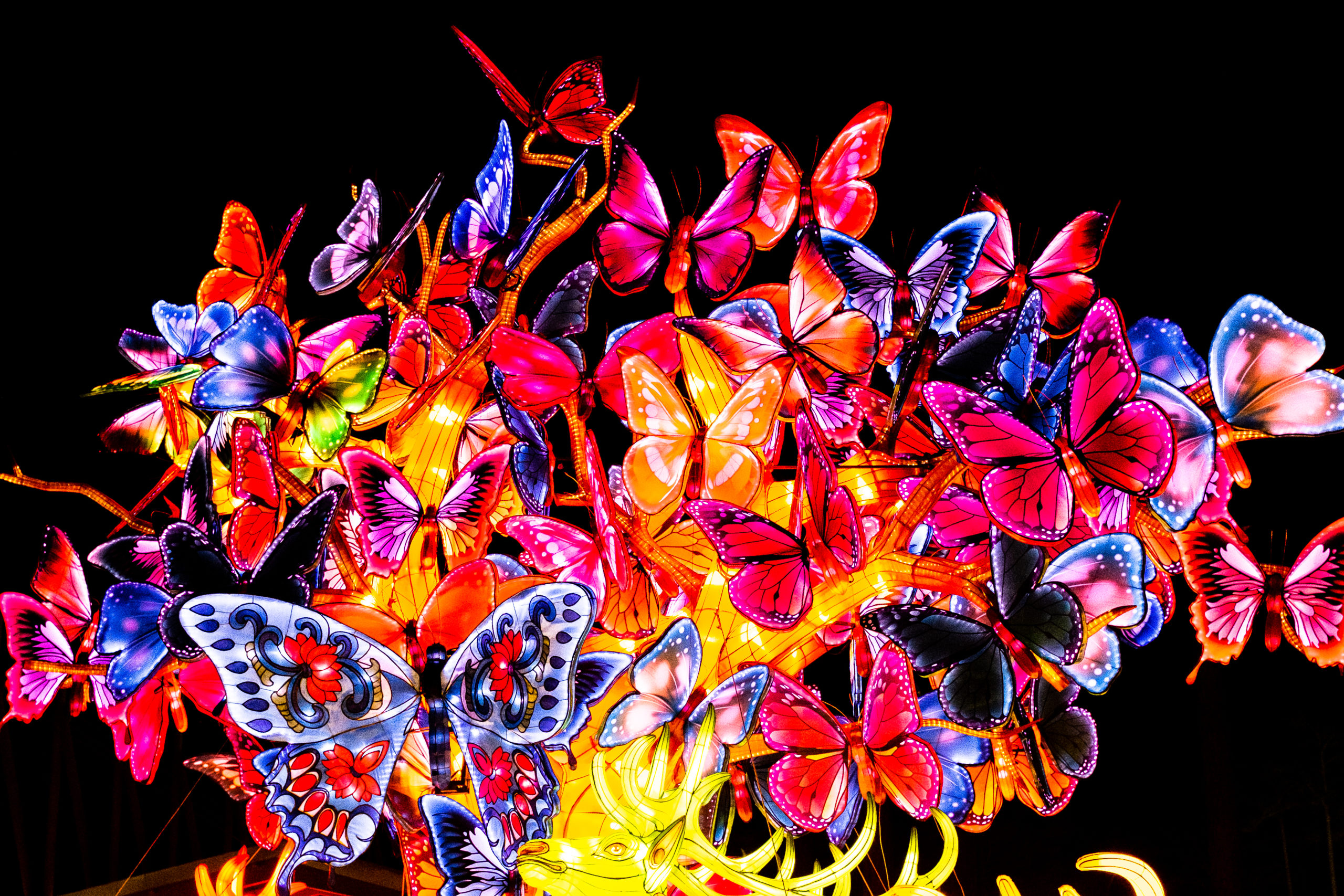 Chinese Lantern Festival, Cary NC