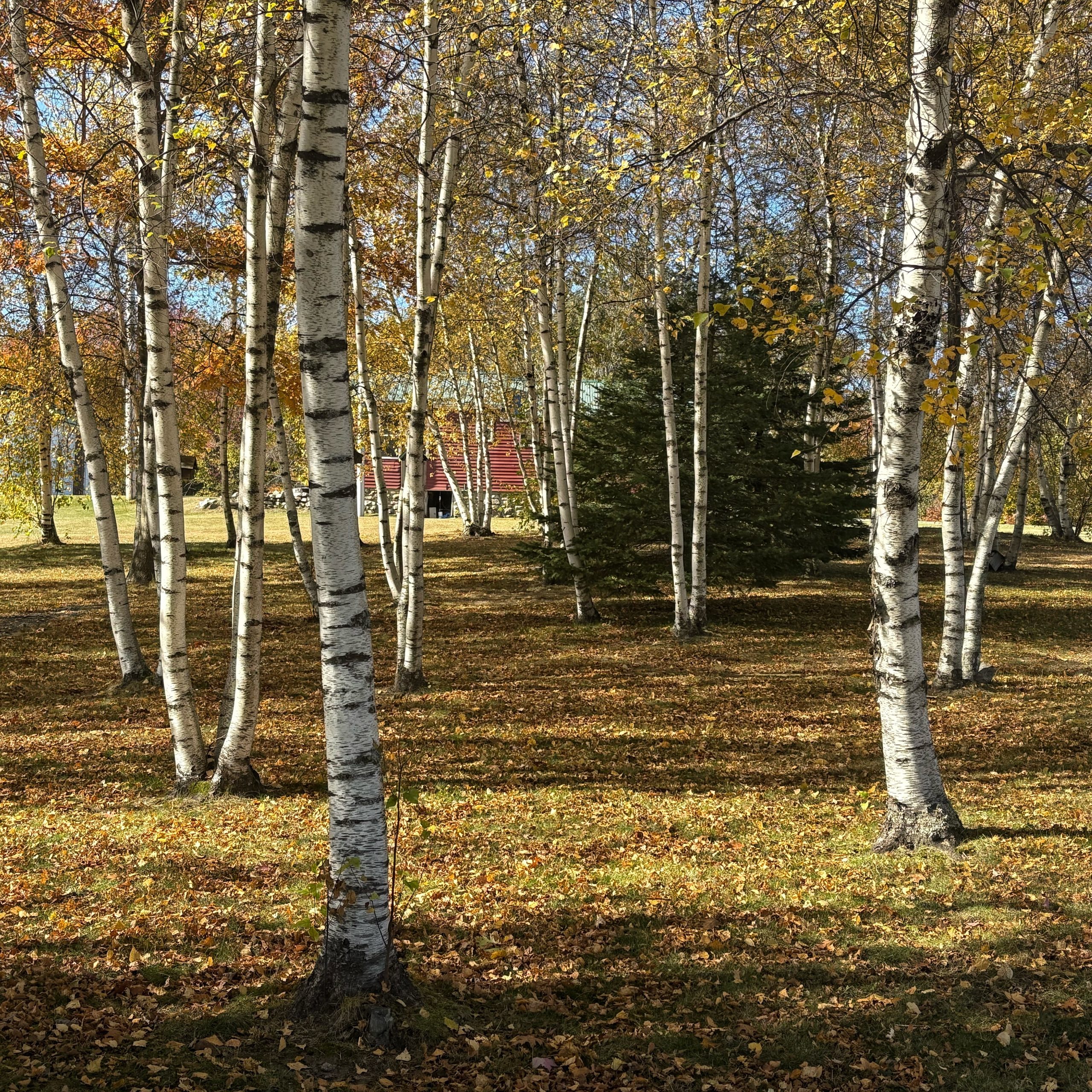 You are currently viewing North Country fall colors