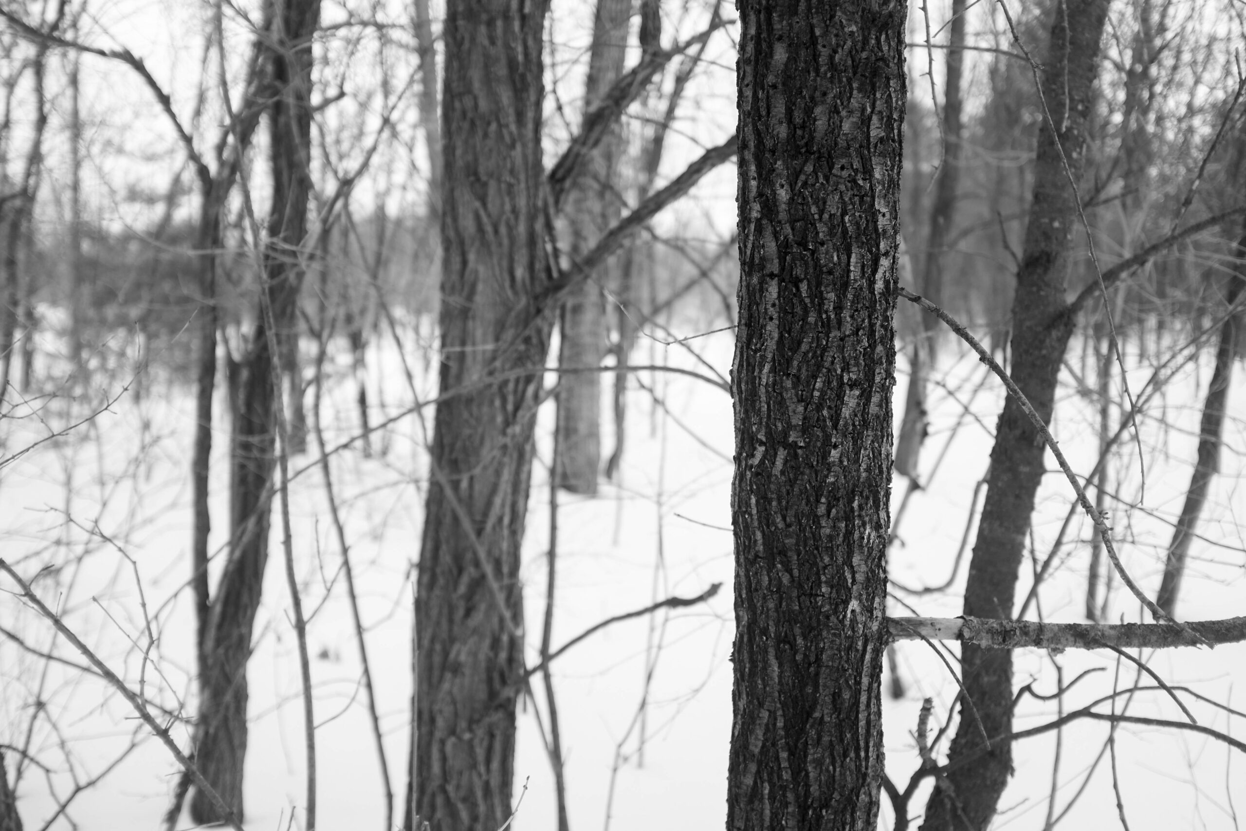 You are currently viewing Little Au Sable River Hike