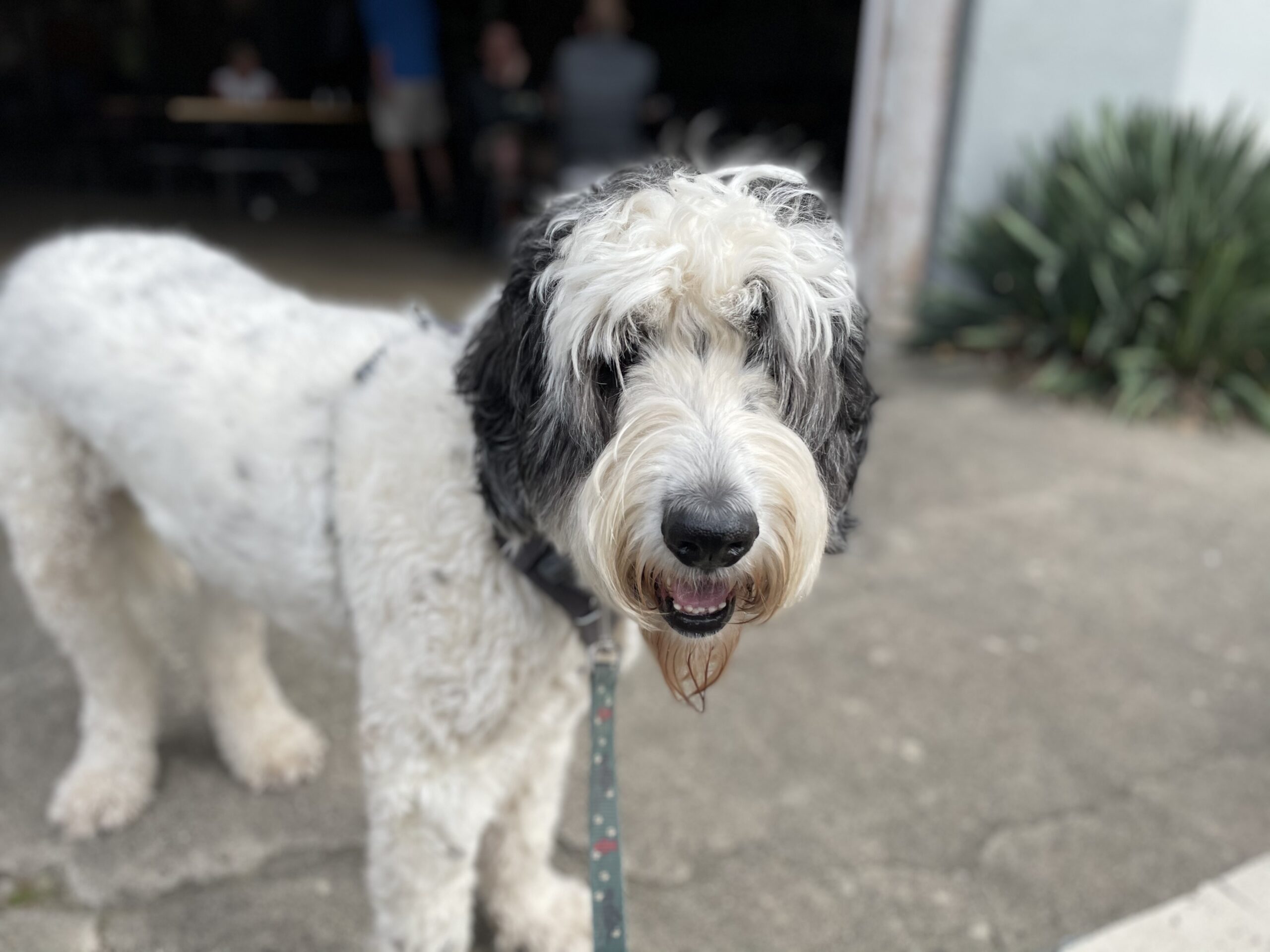 You are currently viewing Benjamin (AKA Big Ben)